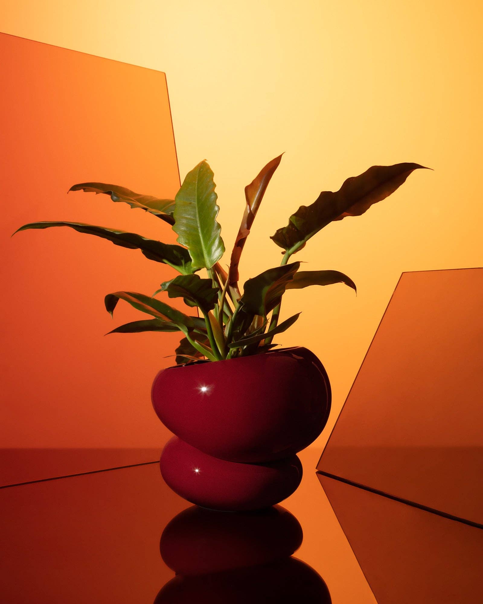 Red vase with a plant on a reflective surface against an orange and yellow gradient background