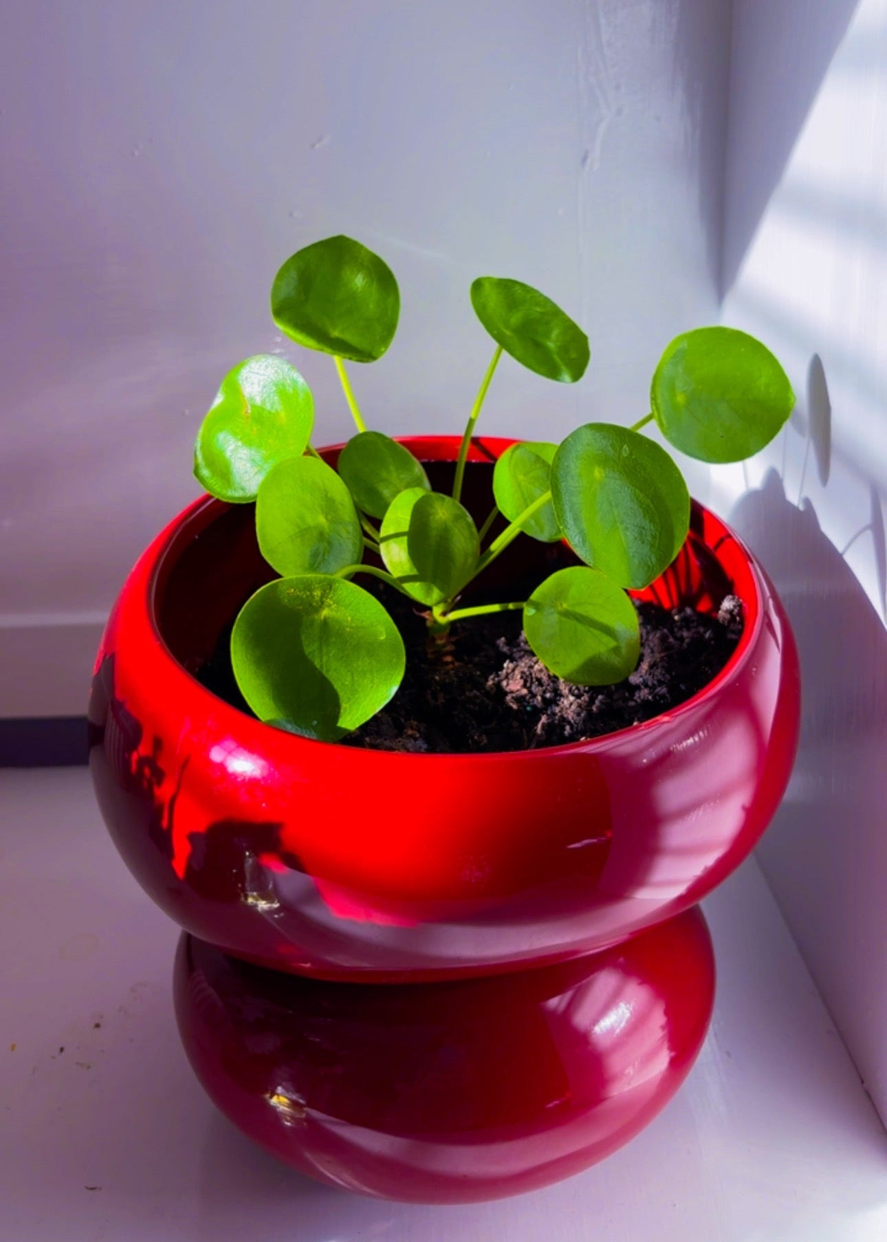Fondra Self Watering Pot in Ruby Red